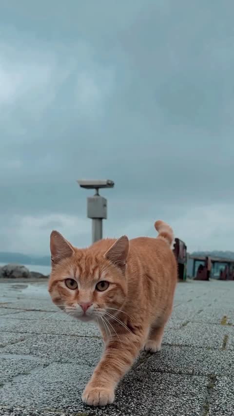 Aperçu de la vidéo : Ne partez pas. Août